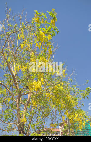 Laburnum tree ; Laburnum , golden chain tree , golden rain tree ,  Bombay , Mumbai ; Maharashtra ; India , asia Stock Photo