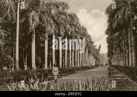 old vintage 1900s photo of Avenue of Palms in Eden Gardens ; Calcutta , Kolkata ; West Bengal ; India Stock Photo