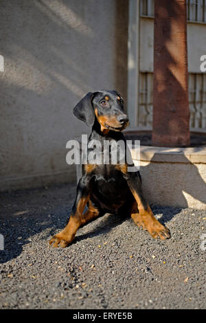 Dobermann , Doberman Pinscher , Pet dog ; Rajkot ; Gujarat ; India , asia Stock Photo