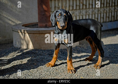 Dobermann , Doberman Pinscher , Pet dog ; Rajkot ; Gujarat ; India , asia Stock Photo