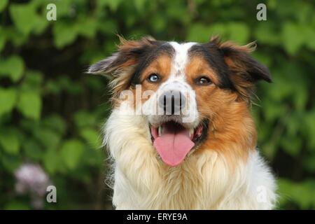 mongrel portrait Stock Photo