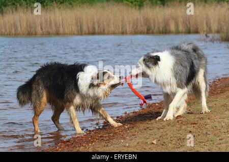 2 playing dogs Stock Photo