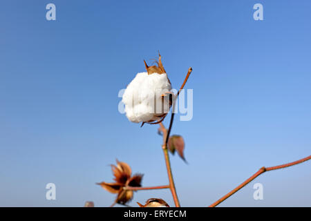 Cotton crop plant boll , Gossypium , Lunidhar , Mota Devaliya , Babra Taluka , district Amreli ; Saurashtra ; Gujarat ; India , Asia Stock Photo