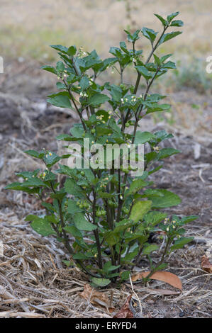 Blackberry or deadly nightshade weed Stock Photo