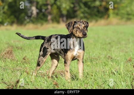 standing Louisiana Catahoula Leopard Dog Stock Photo