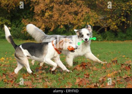 2 dogs Stock Photo
