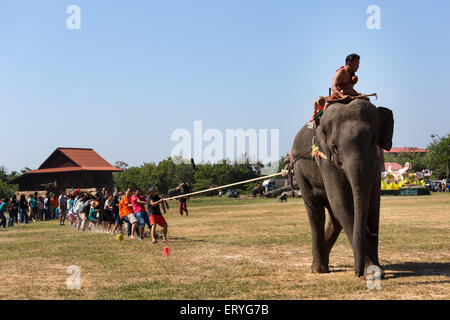 Tug of war with elephant and tourists at the Elephant Festival, Surin Elephant Round-up, Surin Province, Isan, Isaan, Thailand Stock Photo