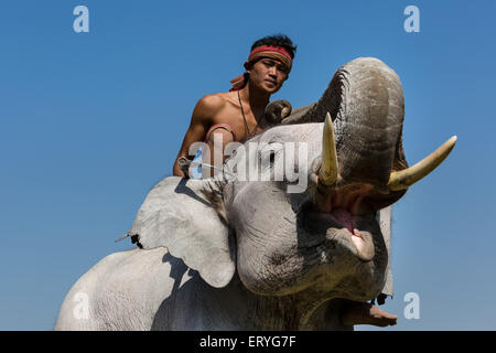 White elephant at the Elephant Festival, Surin Elephant Round-Up, Surin Province, Isan, Isaan, Thailand Stock Photo
