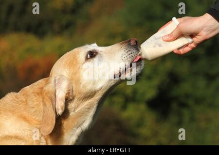 View of Side view of labrador eating outside on green grass blurred background ...