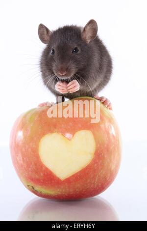 rat on apple Stock Photo