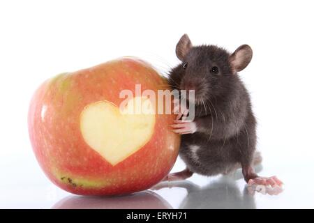 fancy rat with apple Stock Photo