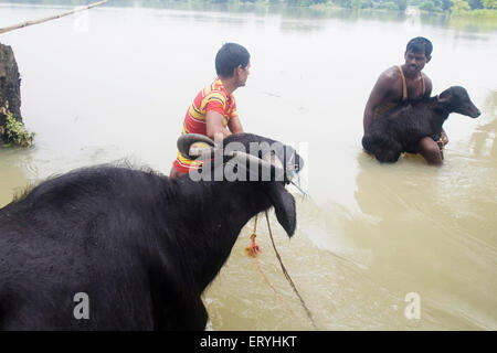 Kosi river flood in year 2008 which mostly made suffered below poverty line people in Purniya district ; Bihar ; India Stock Photo