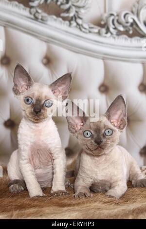 2 Devon Rex kitten Stock Photo