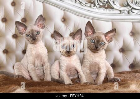 3 sitting Devon Rex kitten Stock Photo