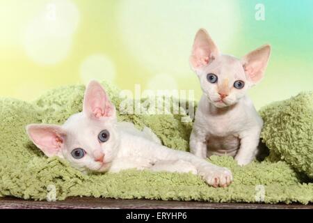 2 Devon Rex kitten Stock Photo