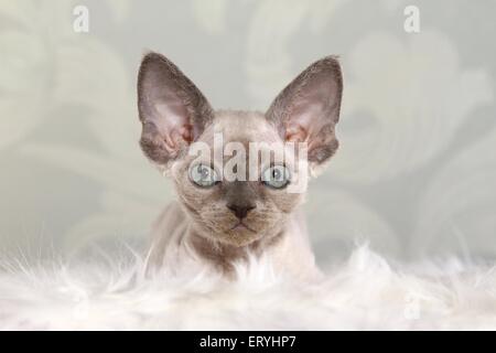 lying Devon Rex kitten Stock Photo