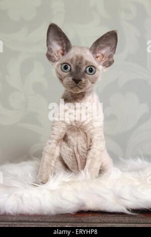 sitting Devon Rex kitten Stock Photo