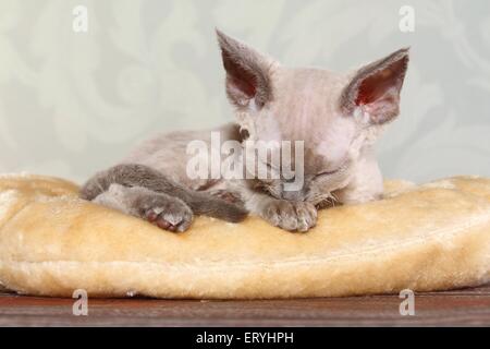 sleeping Devon Rex kitten Stock Photo
