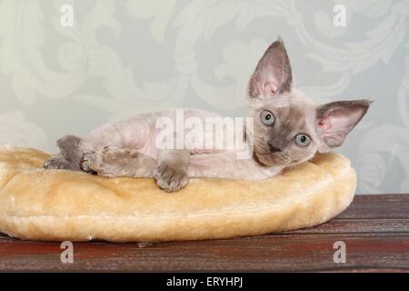 lying Devon Rex kitten Stock Photo