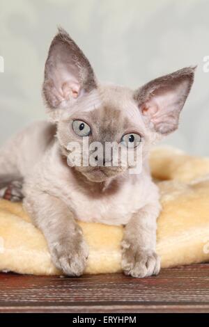 lying Devon Rex kitten Stock Photo