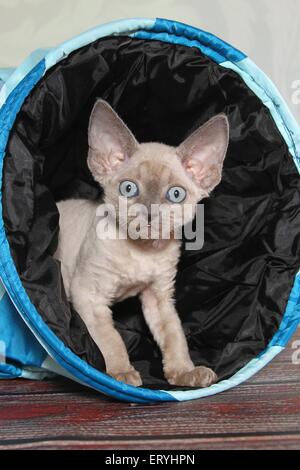 standing Devon Rex kitten Stock Photo