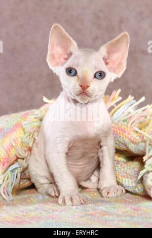 sitting Devon Rex kitten Stock Photo