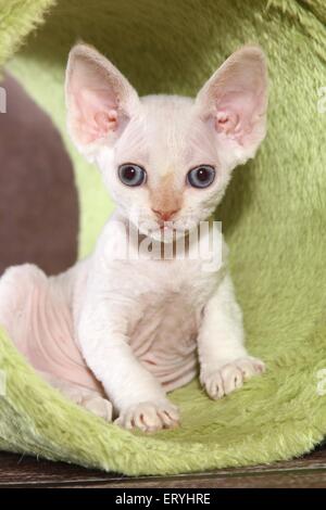 lying Devon Rex kitten Stock Photo