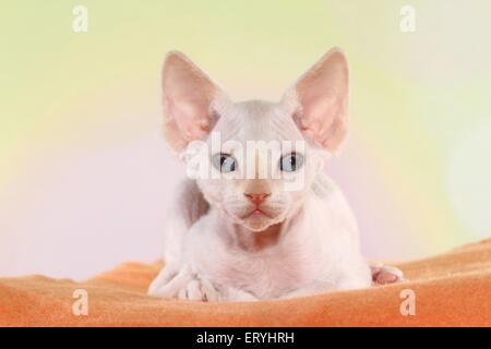 lying Devon Rex kitten Stock Photo