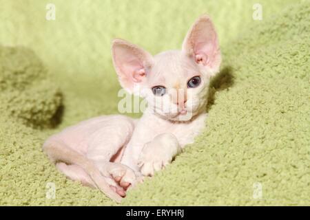 lying Devon Rex kitten Stock Photo