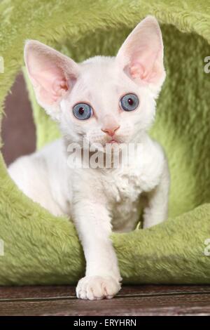 standing Devon Rex kitten Stock Photo