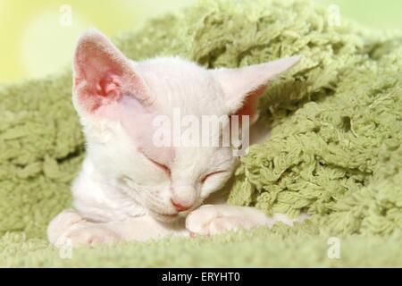 sleeping Devon Rex kitten Stock Photo