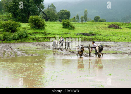 View of a paddy field in monsoon ; Nasik ; Maharashtra ; India Stock Photo