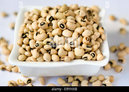 Grains ; black eyed beans vigna unguiculata in tray on white background Stock Photo