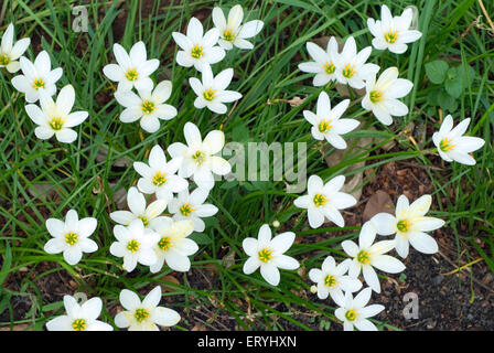 zephyr lily , fairy lily , rainflower , magic lily , Atamasco lily , rain lily , zaphyranthes candida , Stock Photo