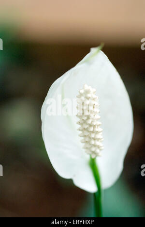 Peace lily plant , spath plants , Spathiphyllum , zephyr cobra plant , spathyphyllum wallisii ,