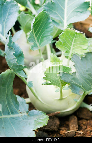 Cabbage brassica oleracea ; India Stock Photo