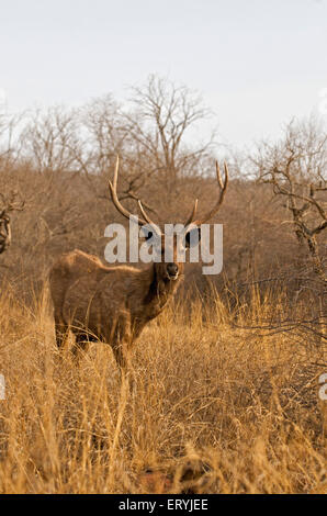 Male sambar deer cervus unicolor niger ; Ranthambore national park ; Rajasthan ; India Stock Photo