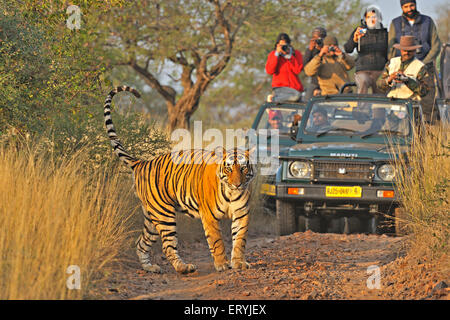 Tourist vehicles following tiger Ranthambore National Park Sawai Madhopur Rajasthan India Asia Stock Photo