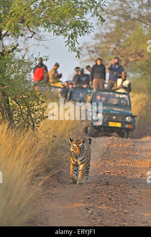Tourist vehicles following tiger panthera tigris tigris ; Ranthambore national park ; Rajasthan ; India Stock Photo