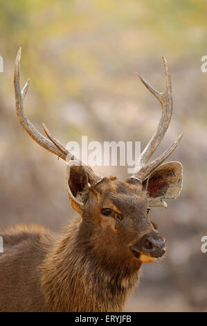 Male sambar deer cervus unicolor niger ; Ranthambore national park ; Rajasthan ; India Stock Photo