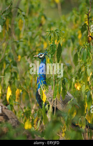 Peacock , Indian peafowl , pavo cristatus , Ranthambore National Park , Sawai Madhopur , Ranthambhore , Rajasthan , India , Asia Stock Photo