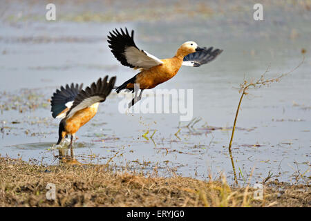 Pair of ruddy shelduck - tadorna ferruginea brahminy duck flying , Ranthambore national park , Sawai Madhopur , Rajasthan ; India - adi 173531