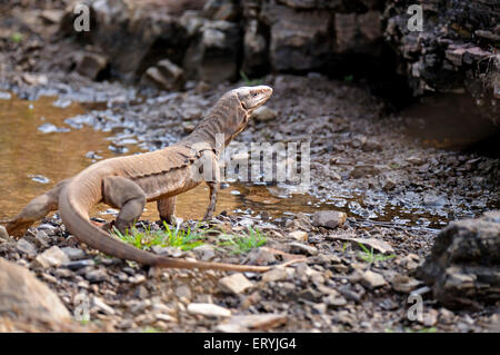 Bengal monitor varanus bengalensis or common Indian monitor lizard ; Ranthambore national park ; Rajasthan ; India Stock Photo