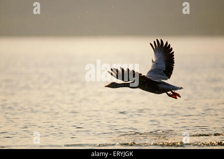 Bar headed goose , anser indicus , flying over river , Chambal , Rajasthan , India , Asia