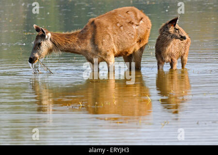 Sambar female deer cervus unicolor niger grazing in lake ; Ranthambore national park ; Rajasthan ; India Stock Photo