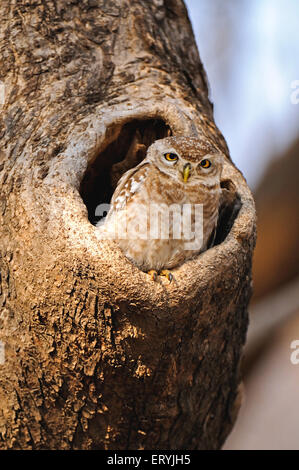 Spotted owlet athene brama staring from nest in tree ; Ranthambore national park ; Rajasthan ; India Stock Photo