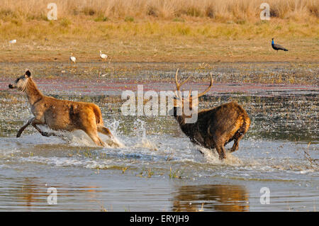 Sambar deer cervus unicolor niger running in lake ; Ranthambore national park ; Rajasthan ; India Stock Photo