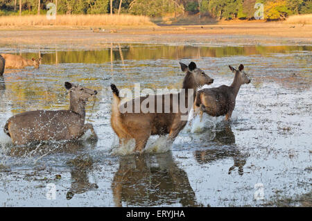 Sambar deer cervus unicolor niger running in lake ; Ranthambore national park ; Rajasthan ; India Stock Photo