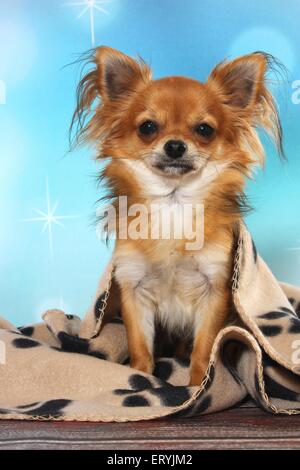 sitting longhaired Chihuahua Stock Photo