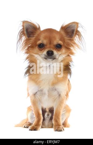 sitting longhaired Chihuahua Stock Photo